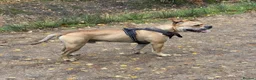 Mixed Breed dogs for sale: Hank – 7-Year-Old Un-Neutered Bulldog x Shar Pei - Advert 1