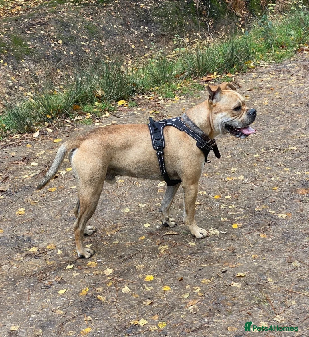 Mixed Breed dogs for sale: Hank – 7-Year-Old Un-Neutered Bulldog x Shar Pei - Advert 1