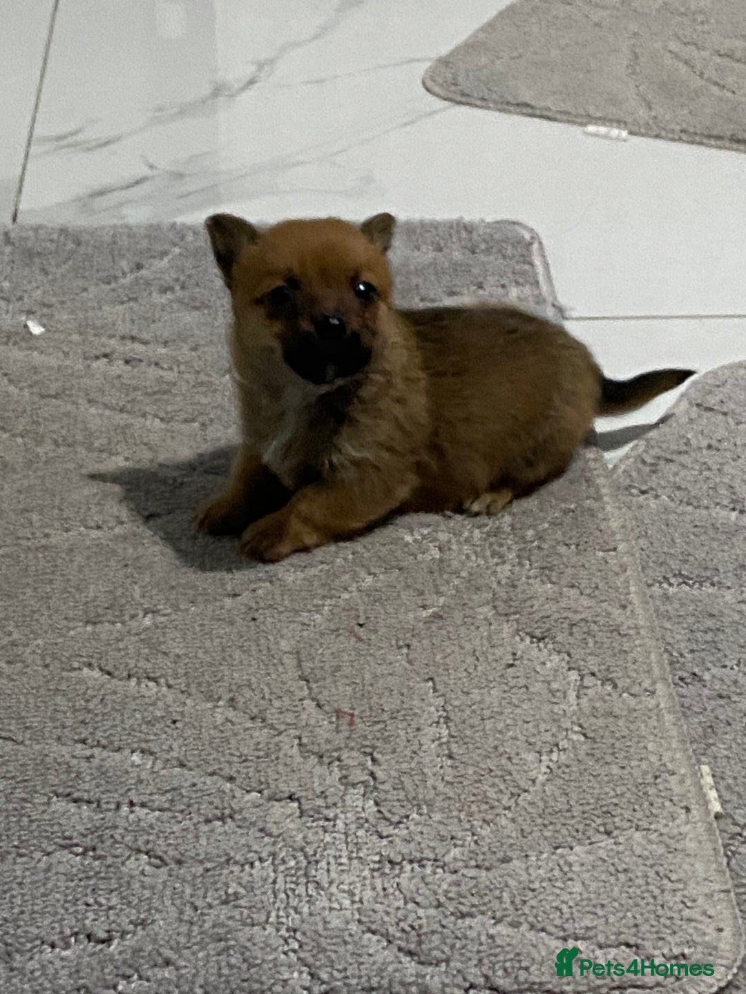 Chihuahua dogs for sale: 3 beautiful chihuahua puppies  - Advert 21