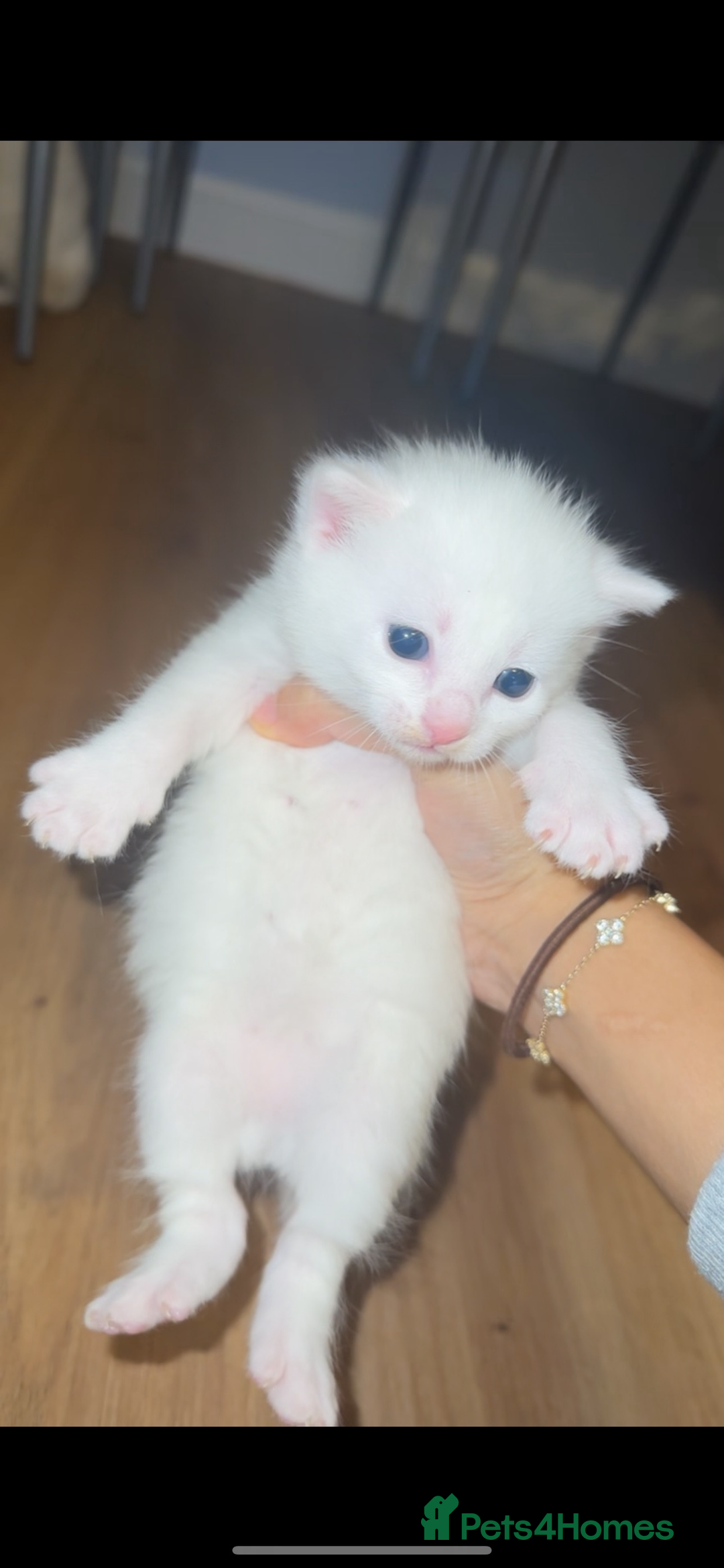 Turkish Angora cats for sale: Rare coloured kittens 🐱 😍 - Advert 9