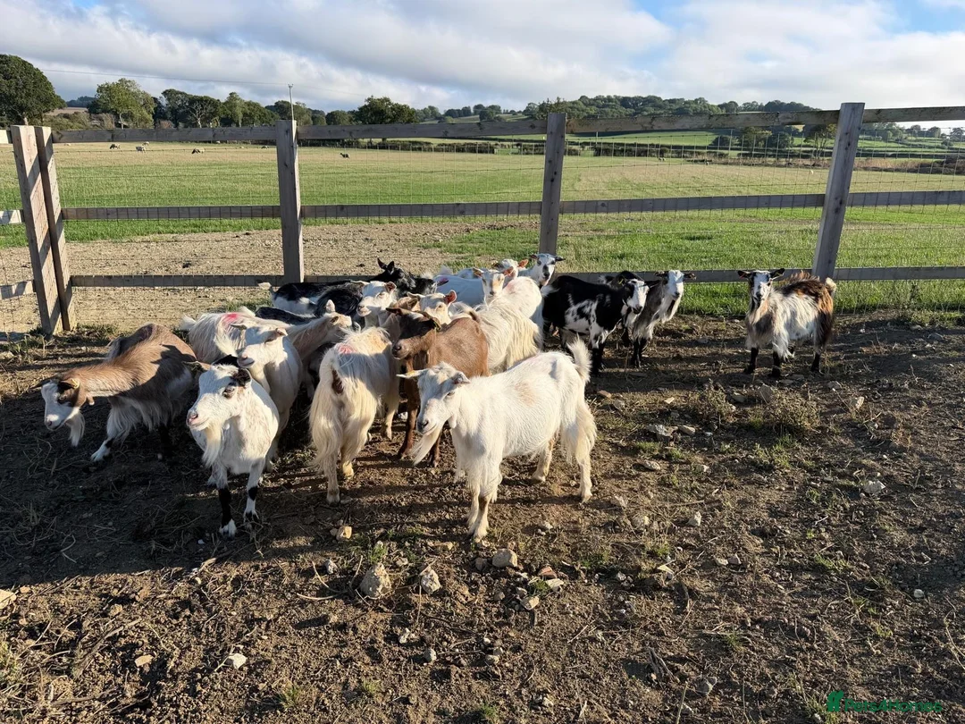 Goats livestock for sale: Pure Pygmy Nannie’s  - Advert 4