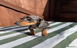 Dachshund dogs for sale: 4 beautiful dachshund puppies ready to go!!!! - Image 5