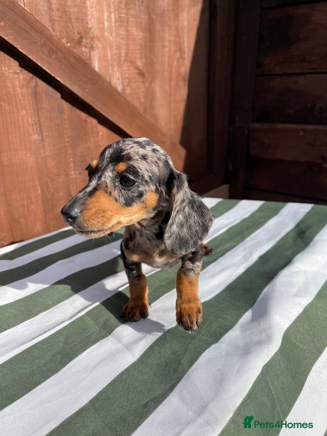 Dachshund dogs for sale: 4 beautiful dachshund puppies ready to go!!!! - Image 5