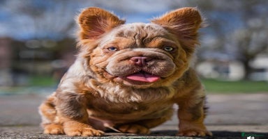 French Bulldog dogs - Advert 16