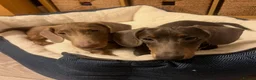 Dachshund dogs for sale: Lovely Pair Dachshunds Looking for a Forever Home in Derby - Advert 2