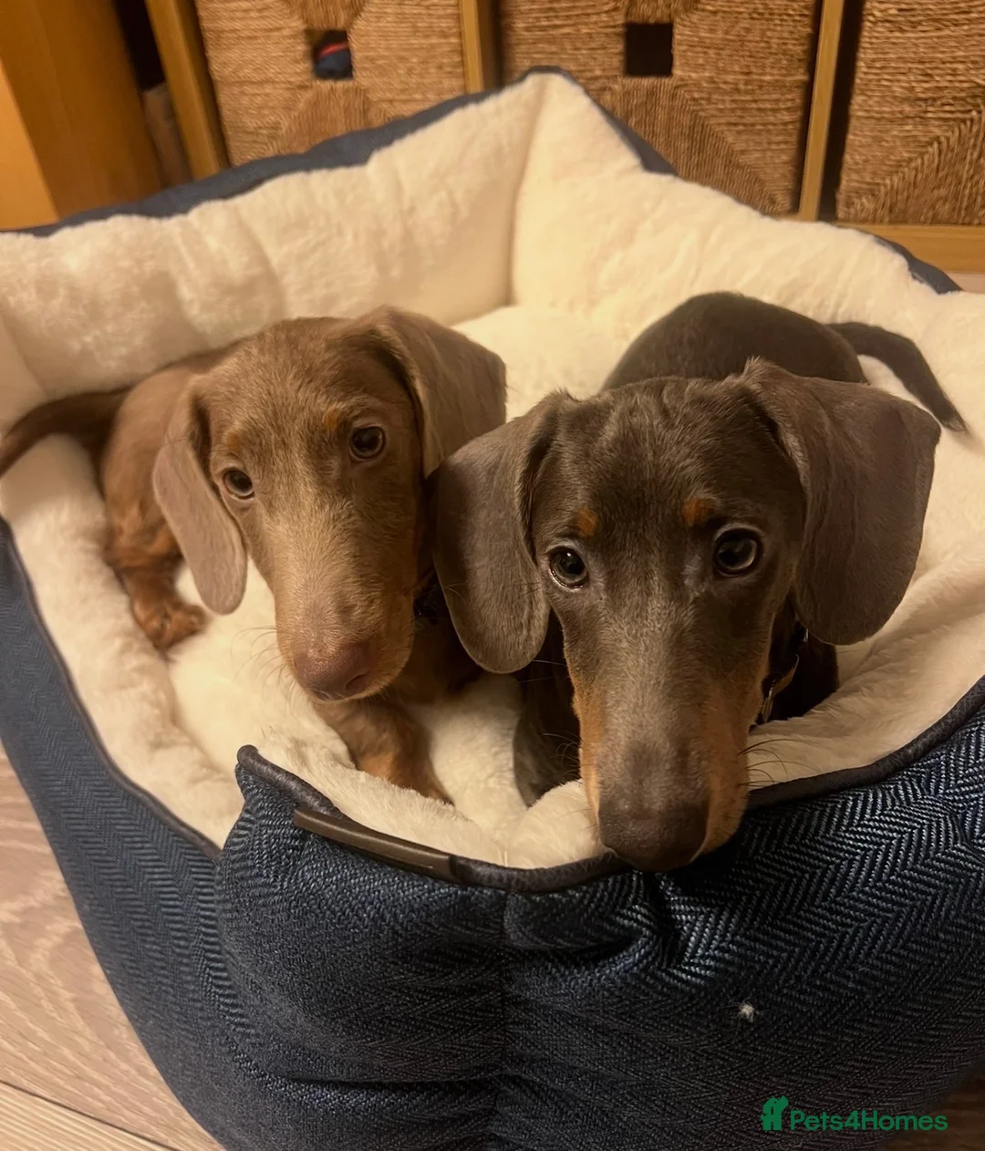 Dachshund dogs for sale: Lovely Pair Dachshunds Looking for a Forever Home in Derby - Advert 2