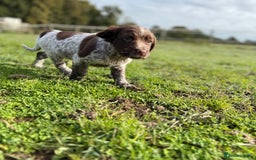 Cocker Spaniel dogs for sale: Extensively Health Tested KC Registered Girl - Image 5