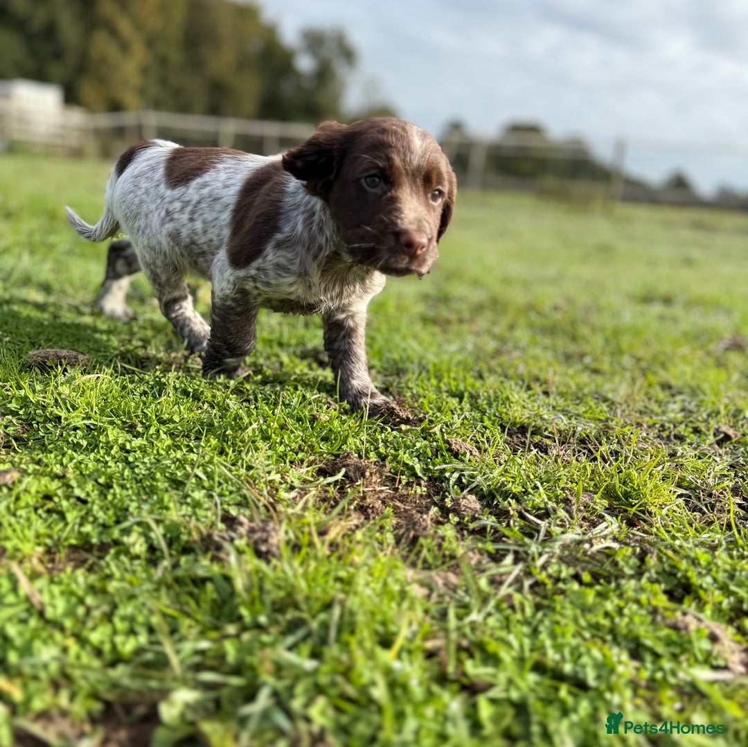 Cocker Spaniel dogs for sale: Extensively Health Tested KC Registered Girl - Image 5