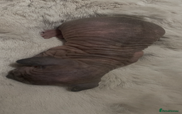 Sphynx cats for sale: Beautiful Sphynx cross orinetal kittens  - Advert 22