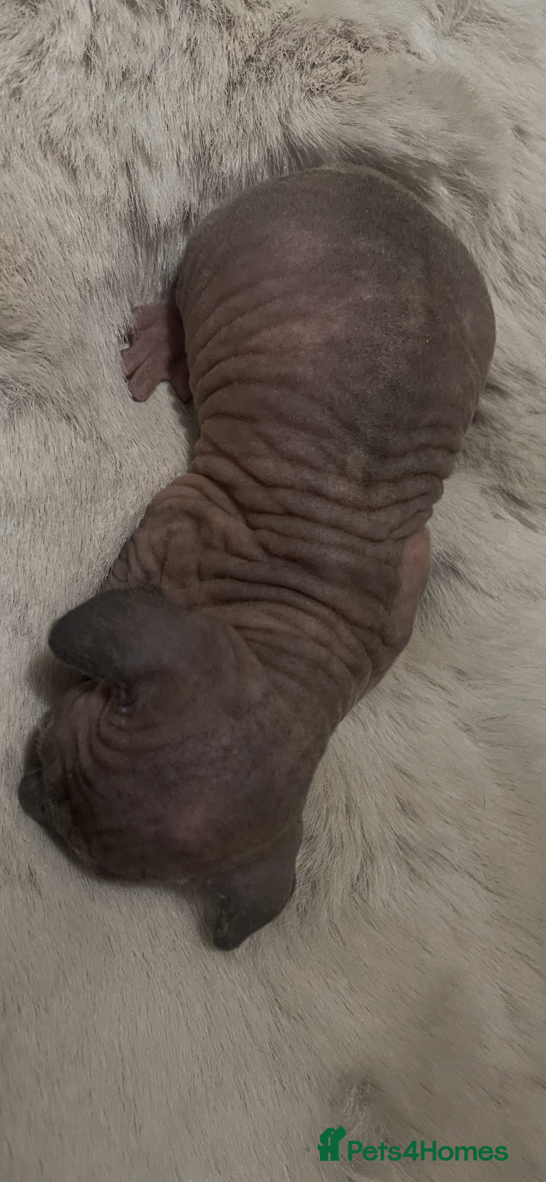 Sphynx cats for sale: Beautiful Sphynx cross orinetal kittens  - Advert 22