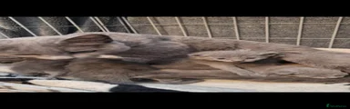 Russian Blue 3