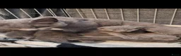 Russian Blue cats for sale: GCCF gorgeous kittens - Advert 13