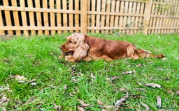 Cocker Spaniel dogs for sale: ALL GOLDEN 100% SHOW TYPE HEALTH TESTED PARENTS  - Image 10