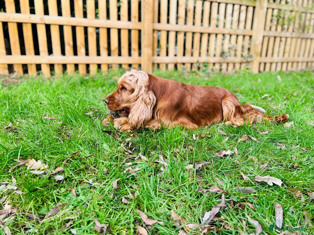 Cocker Spaniel dogs for sale: ALL GOLDEN 100% SHOW TYPE HEALTH TESTED PARENTS  - Image 10
