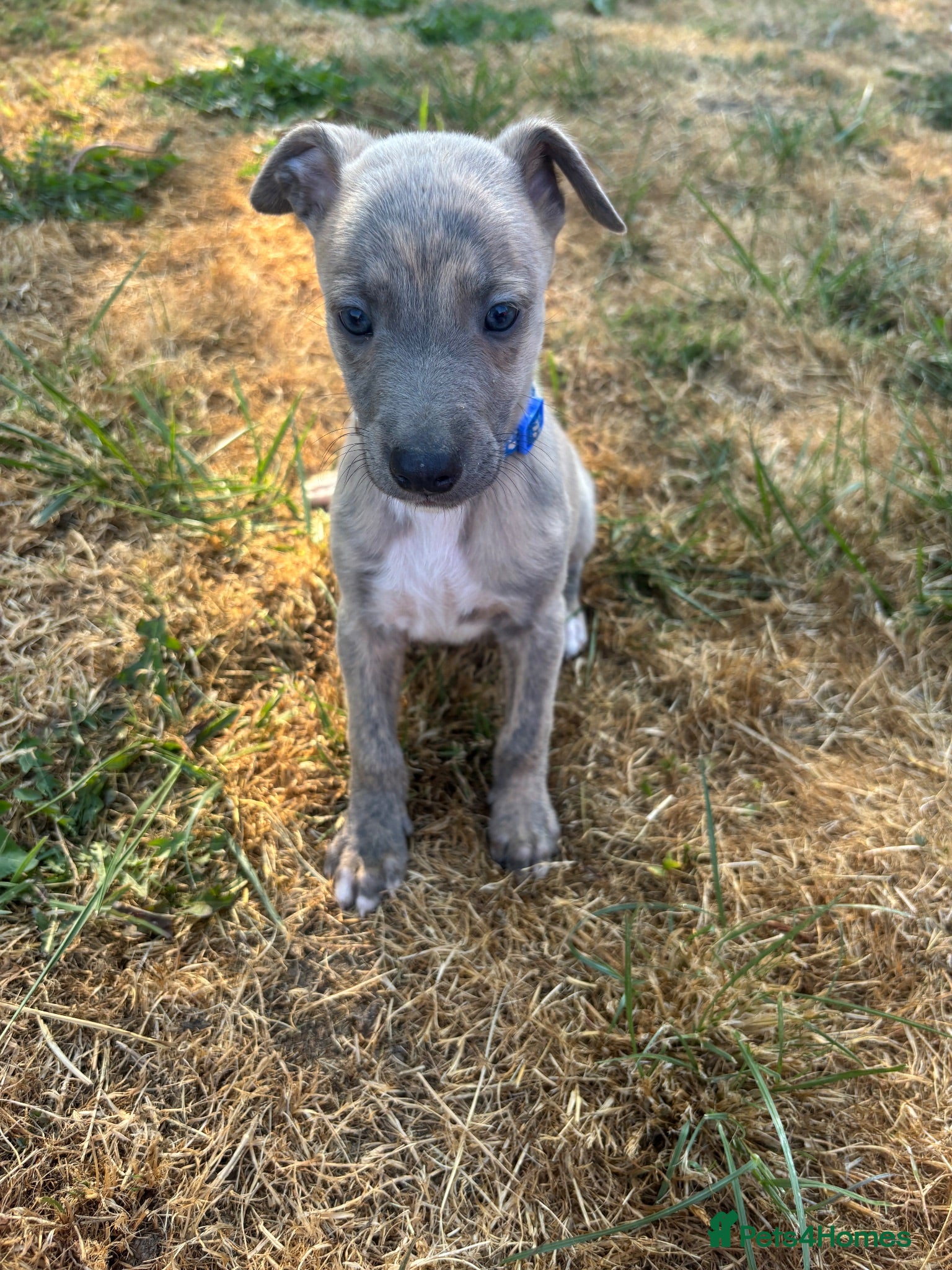 Whippet dogs KC Registered Whippet Puppies - Advert 1
