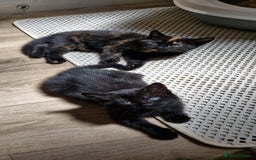 Mixed Breed cats for sale: Adorable kittens  - Image 19