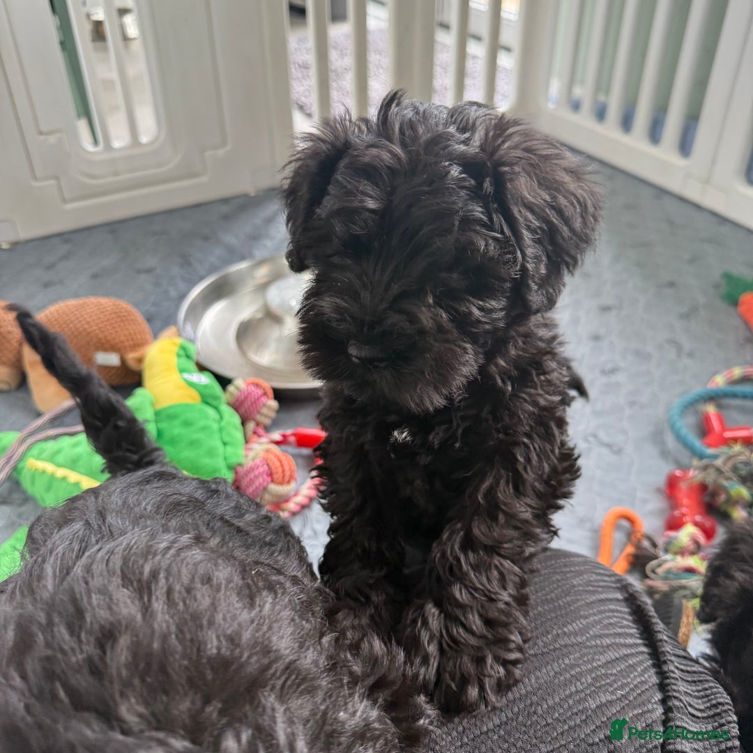 Miniature Schnauzer dogs for sale: health tested parents  - Image 16