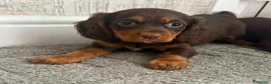 Cocker Spaniel 2
