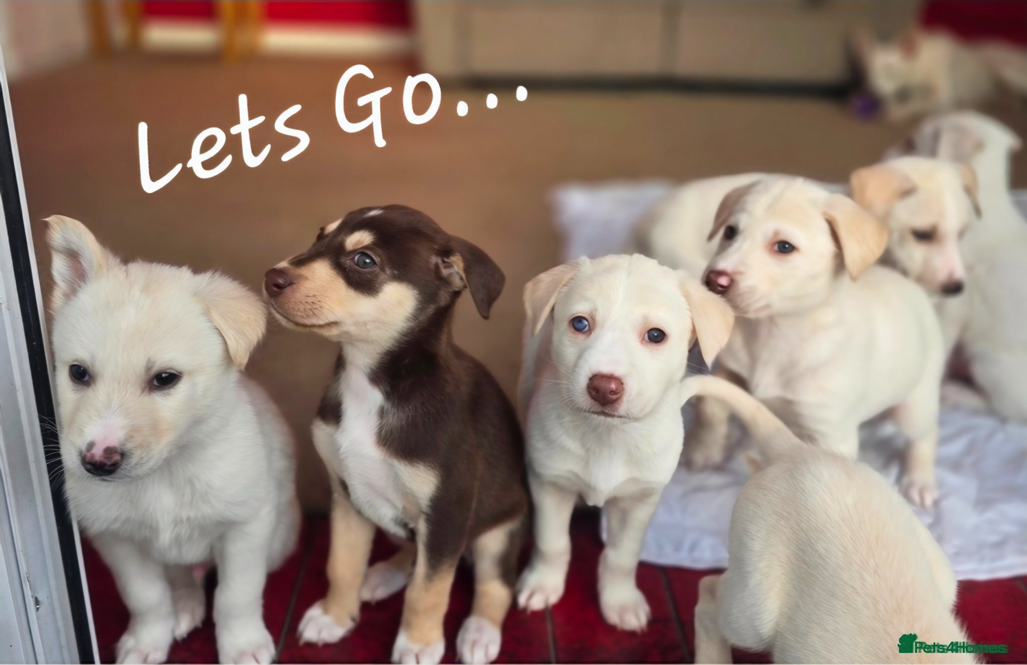 Mixed Breed dogs EUROHOUND / SIBERIAN HUSKY HYBRID PUPPIES  - Advert 3