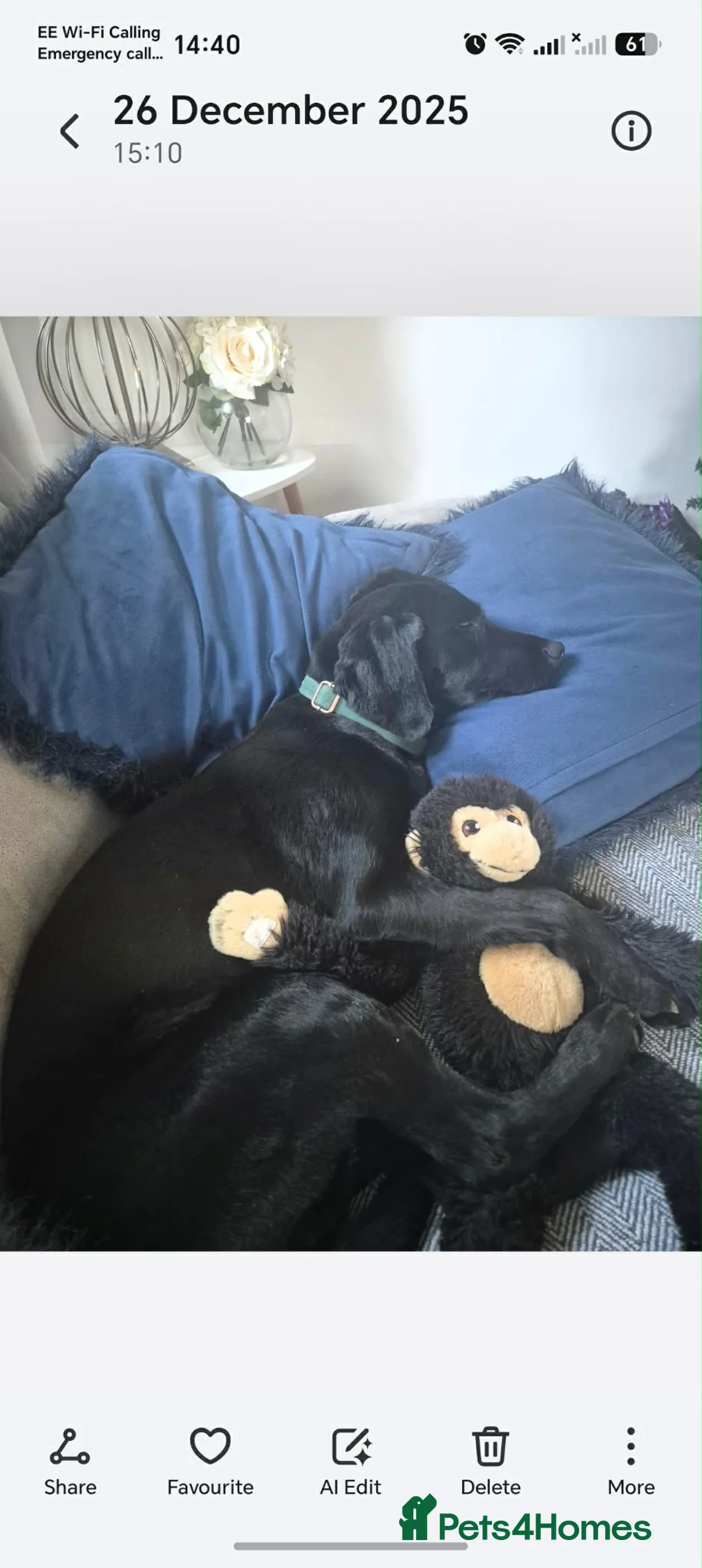 Mixed Breed dogs for sale: Spaniel cross  in Leominster - Advert 4