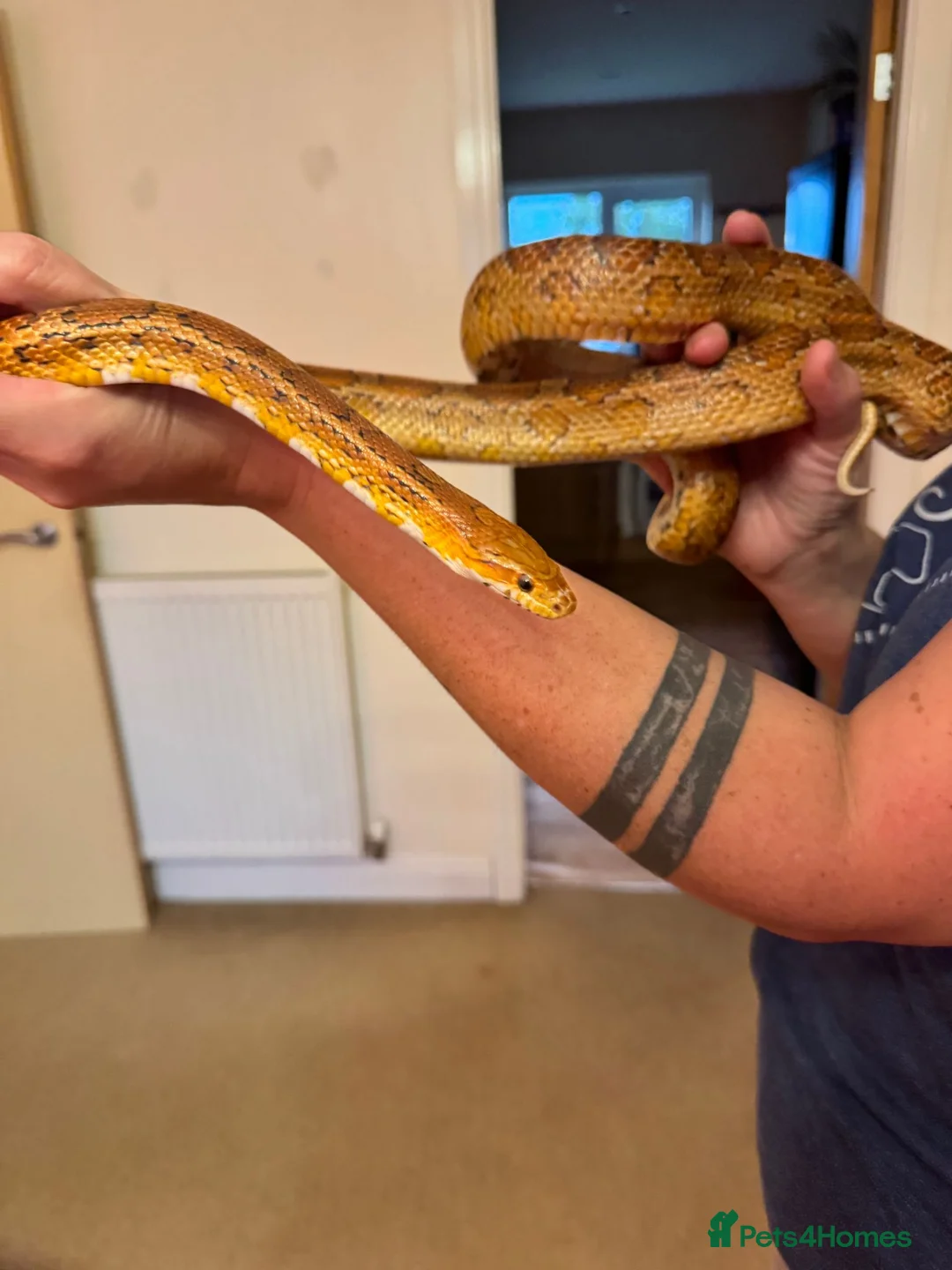 Corn Snake reptiles for sale: Corn Snake & Vivarium in Huddersfield - Advert 1