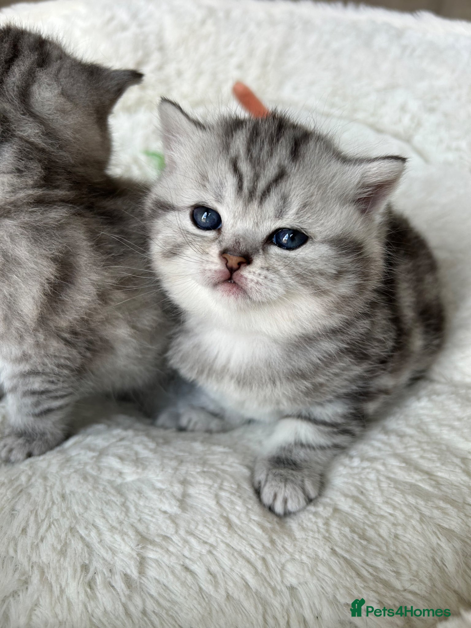 British Shorthair cats Tabby British shorthair kittens  - Advert 7