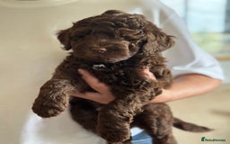 Schnoodle dogs for sale: F1 mega coated mini cross Schnoodles - Image 31