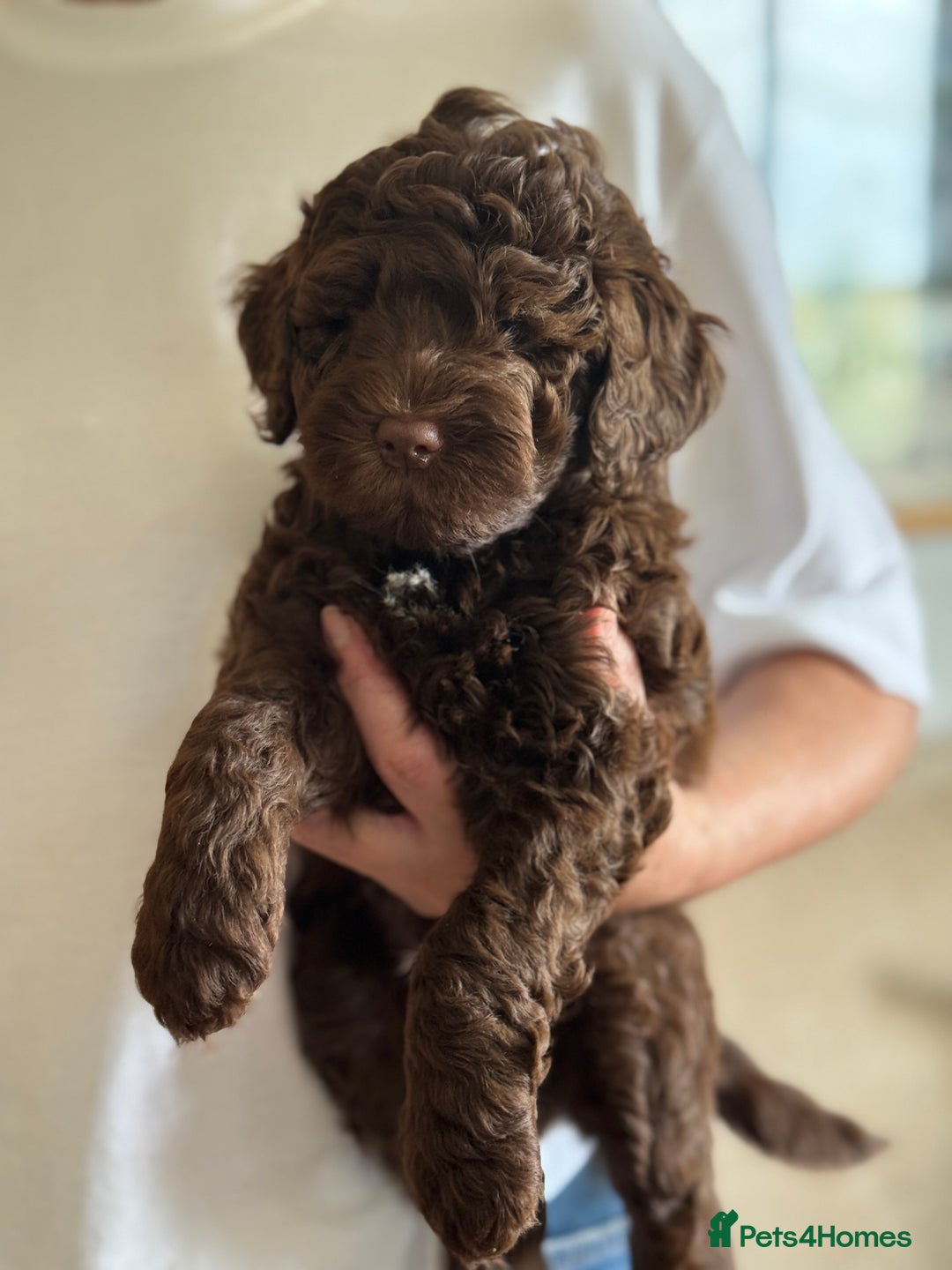 Schnoodle dogs for sale: F1 mega coated mini cross Schnoodles - Image 31