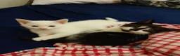 Mixed Breed cats for sale: Kittens - Advert 2
