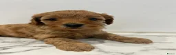 Cavapoo dogs for sale: Health Tested F1b Cavapoos - Advert 25