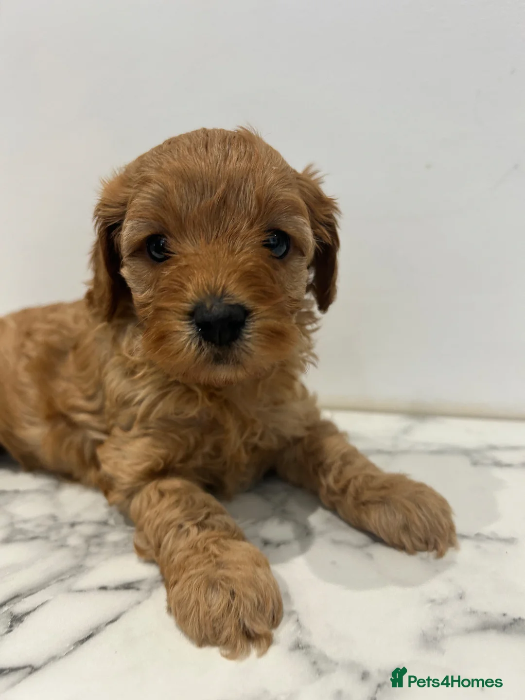 Cavapoo dogs for sale: Health Tested F1b Cavapoos - Advert 25