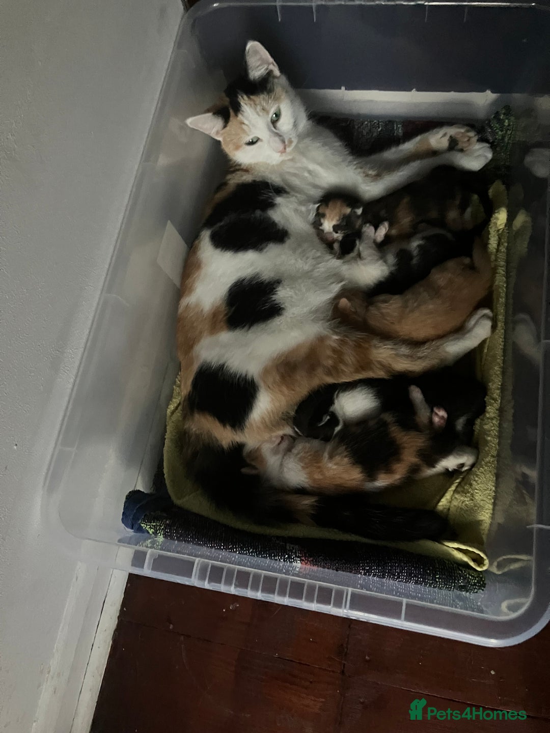 Mixed Breed cats for sale: Kitten available now - Image 9