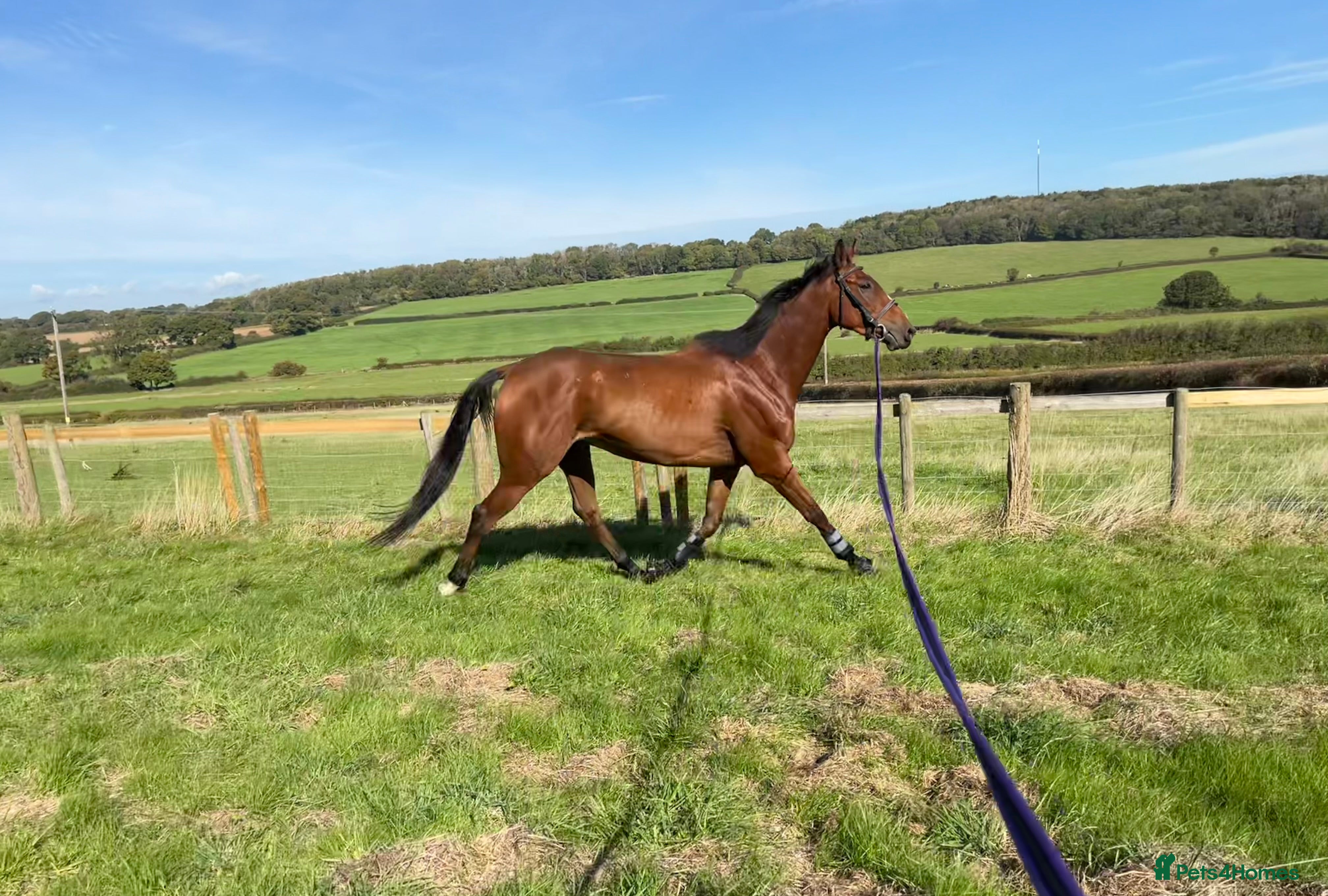 English Thoroughbred horses Hero- 16.1hh project - Advert 7