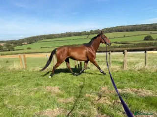 English Thoroughbred horses Hero- 16.1hh project - Advert 7