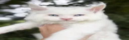 Maine Coon cats for sale: 3 STUNNING MAINE COON KITTENS READY THIS MONTH  - Advert 9