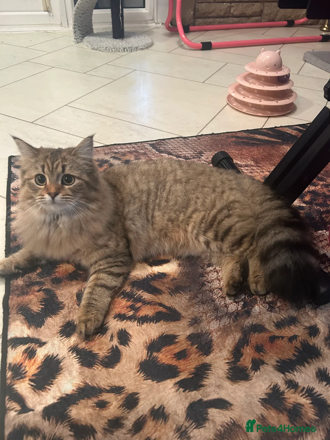 Bengal cats for sale: Bengal x Persian kitten for sale 8 months old  - Advert 9
