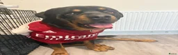 Rottweiler dogs for sale: Beautiful 6yr old Rottie  in London - Advert 4