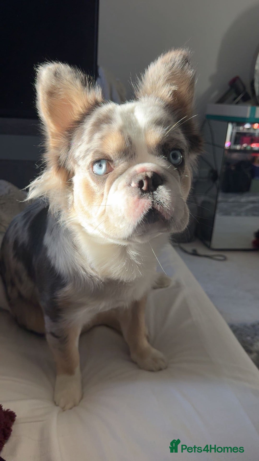 French Bulldog dogs for stud: Frenchie x Australian Shepard  - Advert 1