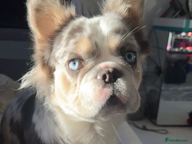 French Bulldog dogs for stud: Frenchie x Australian Shepard - Advert 2