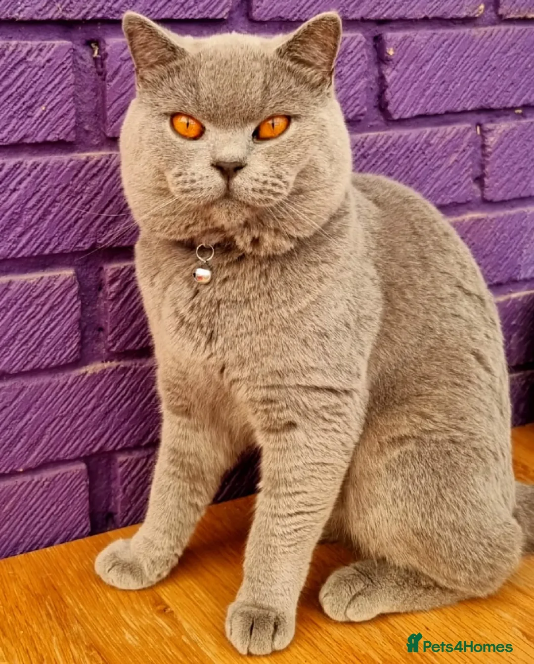 British Shorthair cats for stud: British shorthair for stud (not sale) - Advert 2