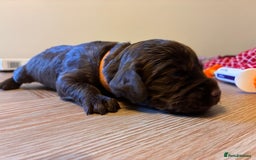 Cocker Spaniel dogs for sale: Well bred KC working cockers  - Image 2