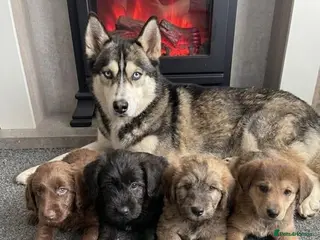 Pomsky dogs Beautiful husky x pomeranian - Advert 1