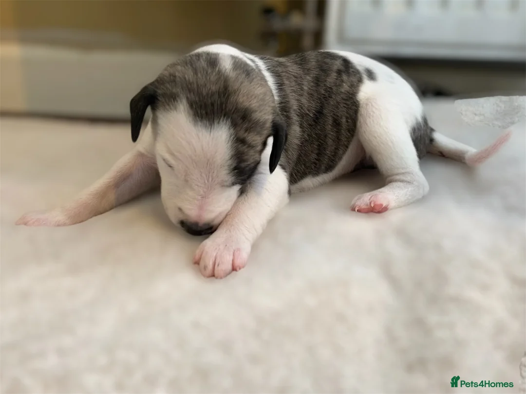 Whippet dogs for sale: 🐾 Quality KC Registered Whippet Puppies 🐾 - Advert 12