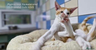 Oriental cats Oriental male bicolour  - Advert 7