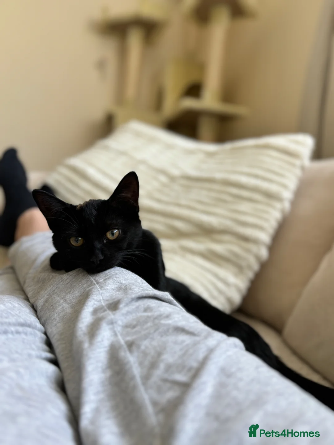 Mixed Breed cats for sale: Kittens  - Advert 2