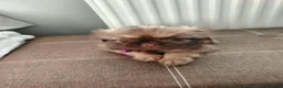 Shih Tzu dogs for sale: Beautiful imperial shih tzu  - Advert 13