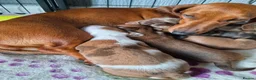 Miniature Dachshund dogs for sale: Miniature Dachshunds - Advert 15