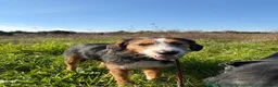 Mixed Breed dogs for sale: Ronnie  in Guildford - Advert 3