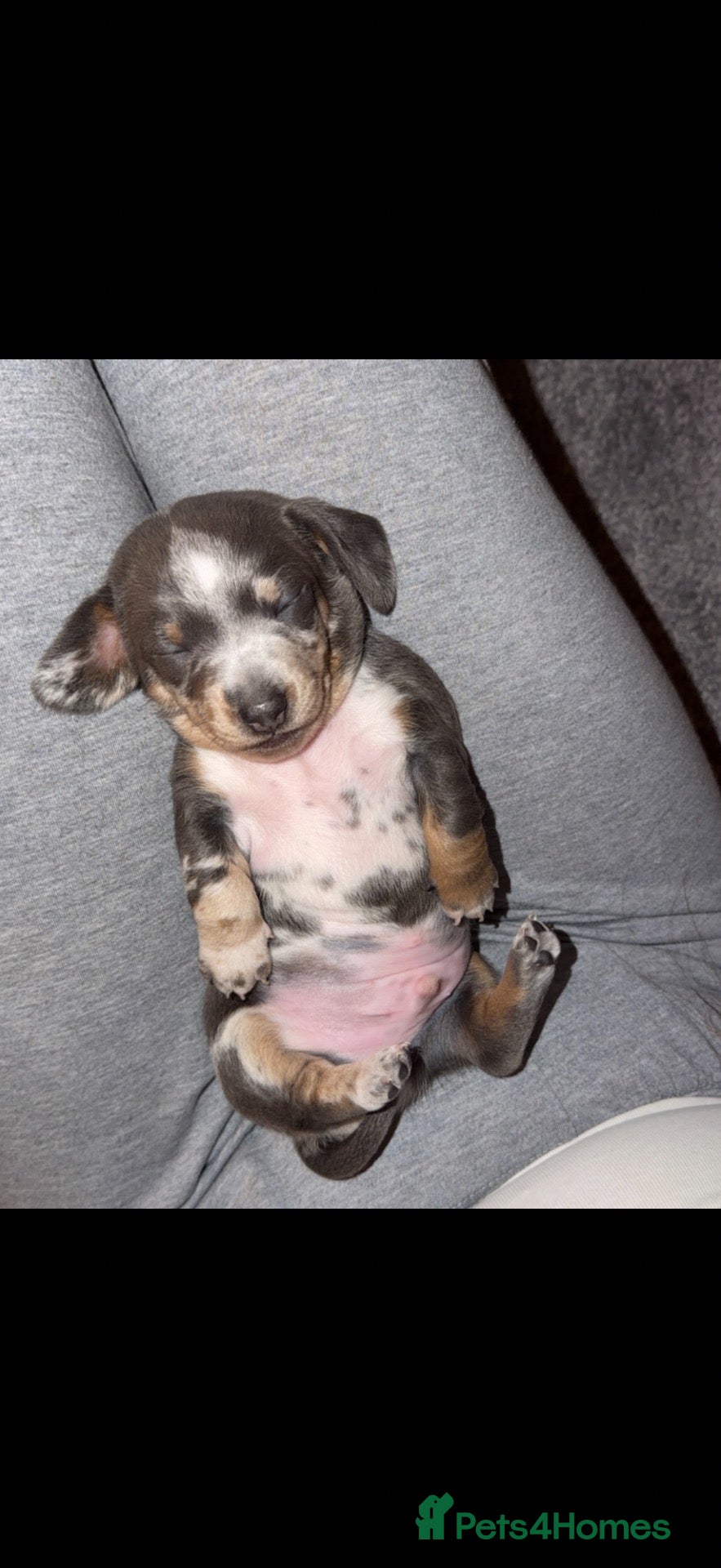 Dachshund dogs Stunning blue and tan dachshund  - Advert 6