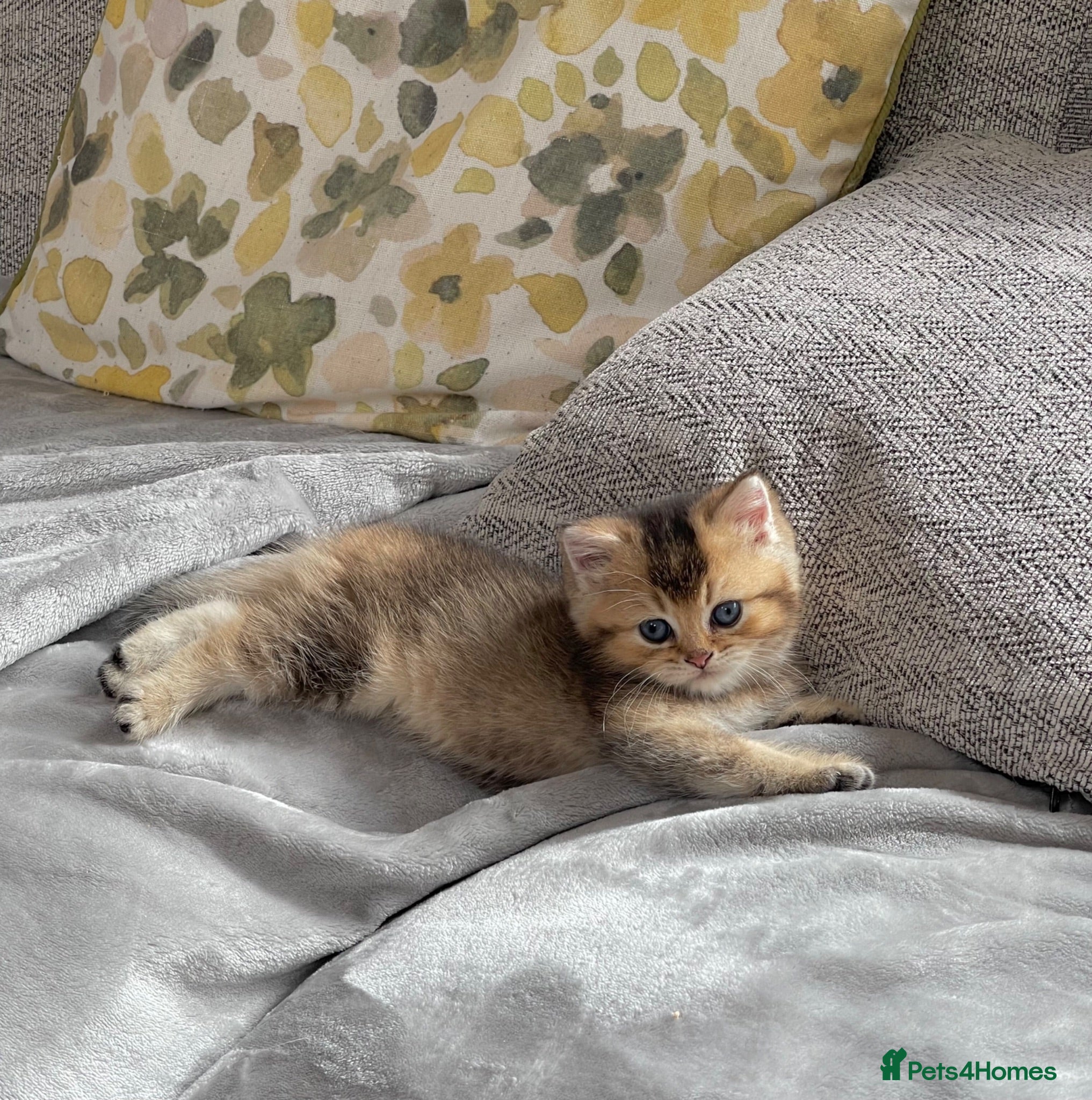 British Shorthair cats 💙Golden BSH kitten 💙 - Advert 2